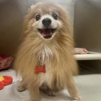 Papa Bear 53992 -  Pomeranian and Mixed Breed Dog for Adoption in Las Vegas, Nevada - Papa Bear 53992 | PetCurious