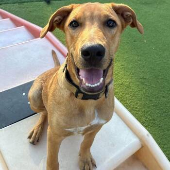 Bronny -  Mixed Breed Dog for Adoption in Northwood, New Hampshire - Bronny | PetCurious