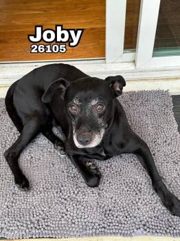 Rescue Labrador Retriever and Hound Dogs for Adoption in Oak Ridge, Tennessee - Joby | PetCurious