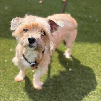 Yorkshire Terrier and Shih Tzu Dogs Available for Adoption in Philadelphia, Pennsylvania - Mighty Max | PetCurious