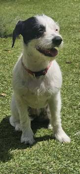 Eve -  Parson Russell Terrier and Border Terrier Dog for Adoption in Mooresville, North Carolina - Eve | PetCurious