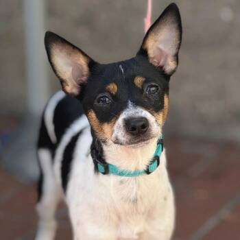 PIXIE -  Chihuahua Dog for Adoption in San Francisco, California - PIXIE | PetCurious
