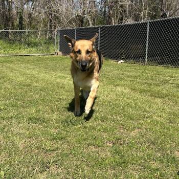 Mixed Breed Dogs Available for Adoption - London | PetCurious