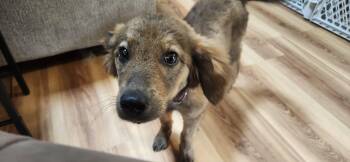Daisy -  Spaniel Dog for Adoption in Aurora, Illinois - Daisy | PetCurious