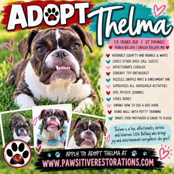 THELMA -  English Bulldog and French Bulldog Dog for Adoption in Foxfield, Colorado - THELMA | PetCurious