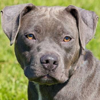 Pit Bull Terrier Dogs Available for Adoption in South Elgin, Illinois - Deedee | PetCurious