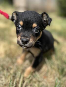 Arrow -  Chihuahua and Cattle Dog Dog for Adoption in Portland, Oregon - Arrow | PetCurious
