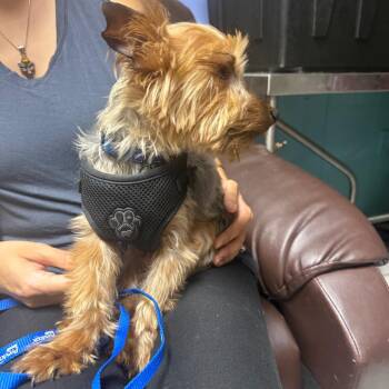 York Mint -  Yorkshire Terrier Dog for Adoption in Savannah, Georgia - York Mint | PetCurious