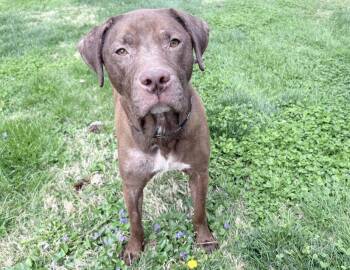 Chocolate Labrador Retriever Dogs Available for Adoption in Columbus, Indiana - Dusty | PetCurious