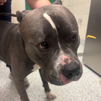 Pit Bull Terrier Dogs Available for Adoption in Reno, Nevada - Hopper | PetCurious