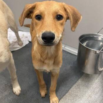 Frejya -  Labrador Retriever Dog for Adoption in Hagerstown, Maryland - Frejya | PetCurious