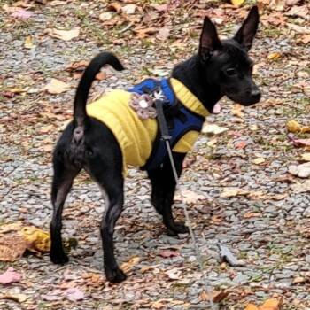 Mini -  Jack Russell Terrier and Chihuahua Dog for Adoption - Mini | PetCurious
