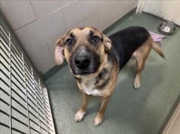 Mixed Breed Dogs Available for Adoption in Santa Fe, New Mexico - TRECK | PetCurious