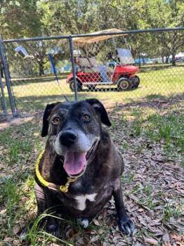 Ellen -  Mixed Breed Dog for Adoption in Vero Beach, Florida - Ellen | PetCurious