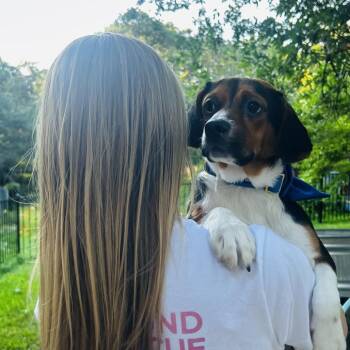 Beagle Dogs Available for Adoption in Austin, Texas - Wemby | PetCurious