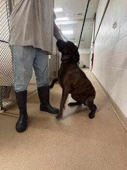 Marla -  Plott Hound Dog for Adoption in Lima, Ohio - Marla | PetCurious