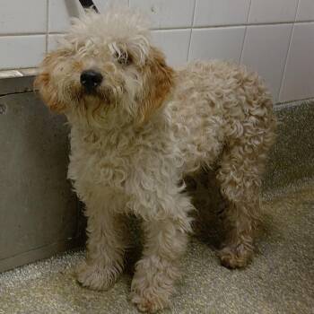 Mac* -  Miniature Poodle Dog for Adoption in San Gabriel, California - Mac* | PetCurious