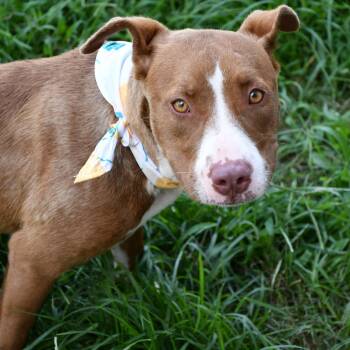 Livvy -  Pit Bull Terrier Dog for Adoption in Beaumont, Texas - Livvy | PetCurious