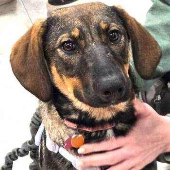 Kiley -  Shepherd and Mixed Breed Dog for Adoption in Silver Spring, Maryland - Kiley | PetCurious