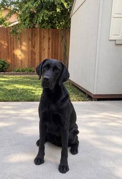SHADOW THE SNUGGLE KING -  Labrador Retriever Dog for Adoption in Woodland, California - SHADOW THE SNUGGLE KING | PetCurious