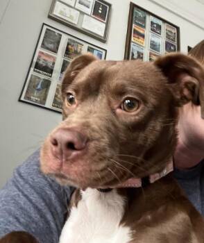 Mixed Breed Dogs Available for Adoption - Bristol | PetCurious