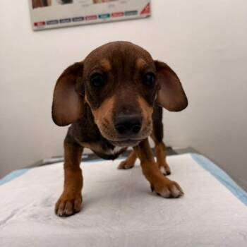 Terrier Dogs Available for Adoption - Skylar | PetCurious