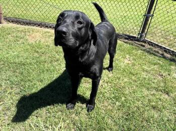 GEORGE MICHAEL -  Labrador Retriever Dog for Adoption in Grovetown, Georgia - GEORGE MICHAEL | PetCurious