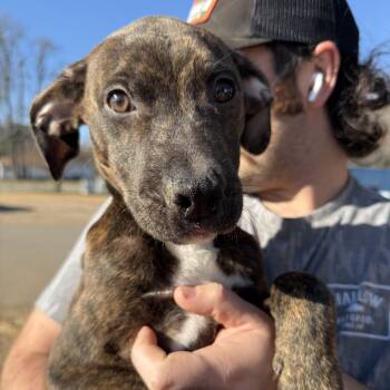 Pit Bull Terrier and Boxer Dogs Available for Adoption - Spandex | PetCurious