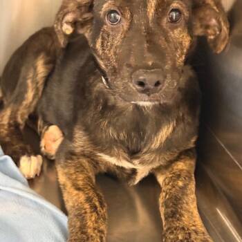 German Shepherd Dog Dogs Available for Adoption in Tupelo, Mississippi - Sleepy | PetCurious