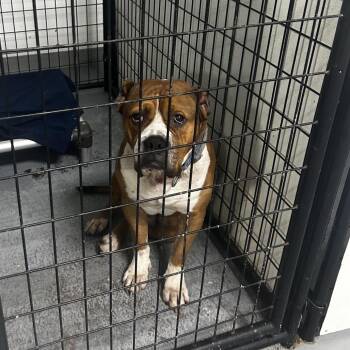 Brock -  English Bulldog and Mixed Breed Dog for Adoption in St. Louis, Missouri - Brock | PetCurious