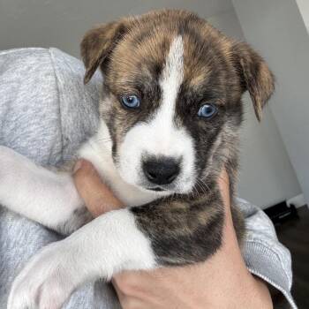 Husky Dogs Available for Adoption in Oceanside, California - Monica | PetCurious