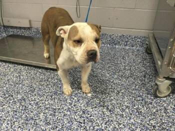 A1925155 -  Pit Bull Terrier and American Bulldog Dog for Adoption in Thousand Palms, California - A1925155 | PetCurious