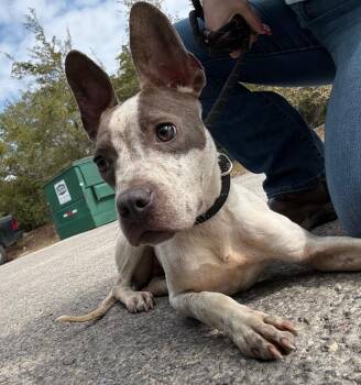 French Bulldog and Australian Cattle Dog Blue Heeler Dogs Available for Adoption - Butterfree | PetCurious