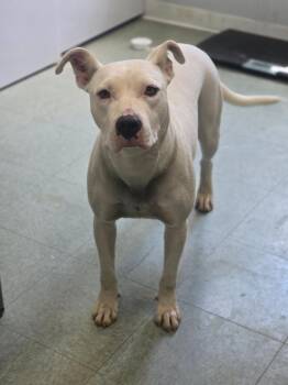 Jelly Bean -  Pit Bull Terrier Dog for Adoption in Danielsville, Georgia - Jelly Bean | PetCurious