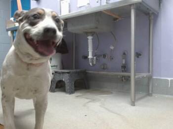 QUINN -  Australian Cattle Dog Blue Heeler and Mixed Breed Dog for Adoption in Albuquerque, New Mexico - QUINN | PetCurious