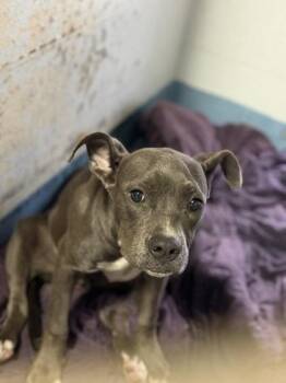 Mavis -  Cattle Dog and Mixed Breed Dog for Adoption in Gainesville, Florida - Mavis | PetCurious