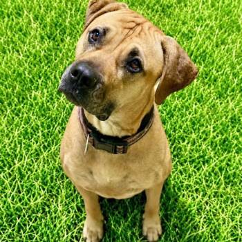 Daisy -  Mastiff Dog for Adoption in Battle Creek, Michigan - Daisy | PetCurious