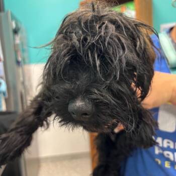 Jason Vorhees -  Shih Tzu Dog for Adoption - Jason Vorhees | PetCurious