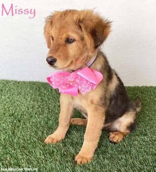 Missy -  Australian Shepherd and German Shepherd Dog Dog Available for Adoption in San Diego, California - Missy | PetCurious