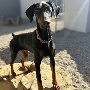 Rescue Doberman Pinscher Dogs for Adoption in Detroit, Michigan - Birdie | PetCurious
