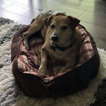 Nigel -  Mixed Breed Dog for Adoption in Madison, Wisconsin - Nigel | PetCurious