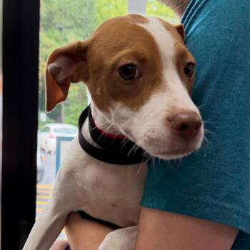 Peter Parker -  Mixed Breed Dog for Adoption in Walker, Michigan - Peter Parker | PetCurious