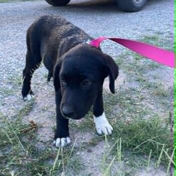Labrador Retriever Dogs Available for Adoption in Paramus, New Jersey - Boots | PetCurious