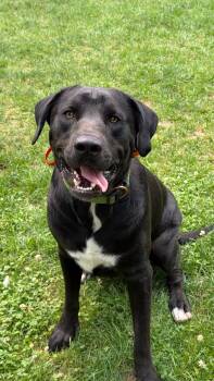 Tucker -  Labrador Retriever Dog for Adoption in Woodstock, Ontario - Tucker | PetCurious