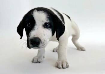 BUBBLES -  Terrier Dog for Adoption in Brentwood, Missouri - BUBBLES | PetCurious