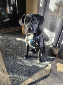 Rescue Labrador Retriever Dogs for Adoption in Jamestown, North Dakota - Tyson | PetCurious