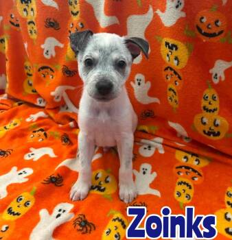 Zoinks -  Australian Cattle Dog Blue Heeler Dog for Adoption in New Baltimore, Michigan - Zoinks | PetCurious