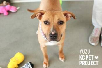 Pit Bull Terrier and Mixed Breed Dogs Available for Adoption in Kansas City, Missouri - Yuzu | PetCurious