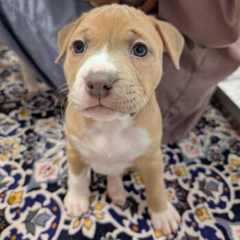 Mixed Breed Dogs Available for Adoption - Jamaica | PetCurious