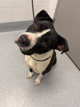 PEEGEE -  Pit Bull Terrier Dog for Adoption in Indianapolis, Indiana - PEEGEE | PetCurious